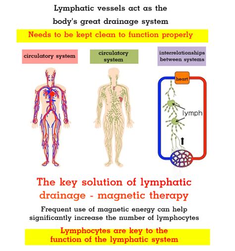 Lymphatic Drainage Slimming Earrings – JDMOL STORE