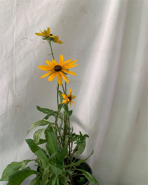 Rudbeckia — Mainaam Garden