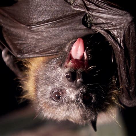 Vampire Bats Feeding On Humans