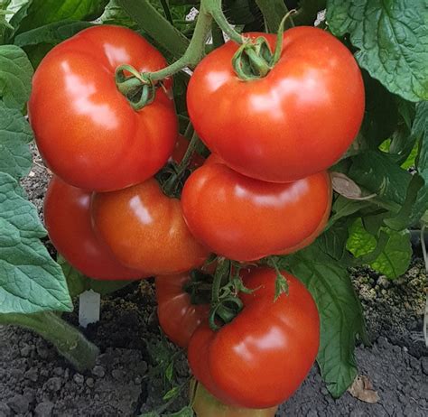 Tomato F1 High Quality seeds (Round/Oblate) – GardeningCentre