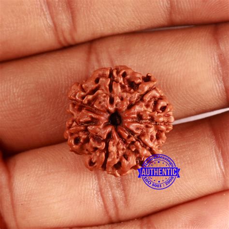 7 Mukhi Nepalese Rudraksha - Bead No 639 – Rudra and Sons