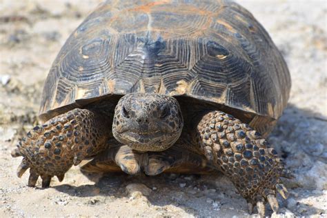 Image result for Gopher Turtle Poop