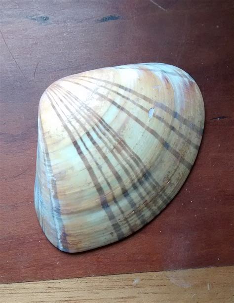Image result for Striped Shell