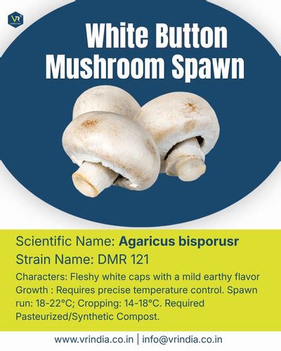 Premium White Button Mushroom Spawn (1 Kg) | VR INTERNATIONAL