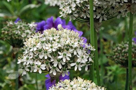 Buy ornamental onion or allium bulbs Allium nigrum: Delivery by ...