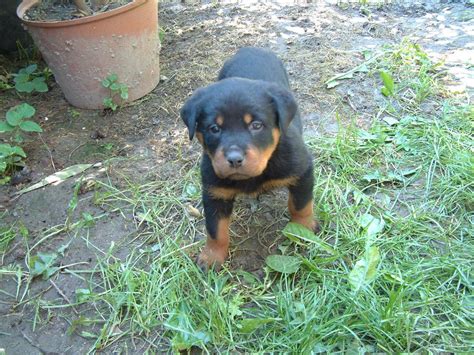 Kupierte Rottweilerwelpe aus Ungarn zu verkaufen in Sopron | Tiere ...