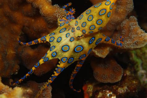 Image result for Animal Fact Files Blue-Ringed Octopus