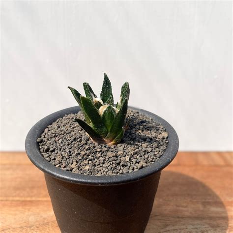 Ariocarpus bravoanus【アリオカルプス・ブラボアナス・実生】 | RIMO'S GREEN 【Saboten ...