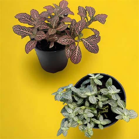 CAPPL Live Fittonia (Nerve Plant) 4 Indoor Plant With Pot For Home ...