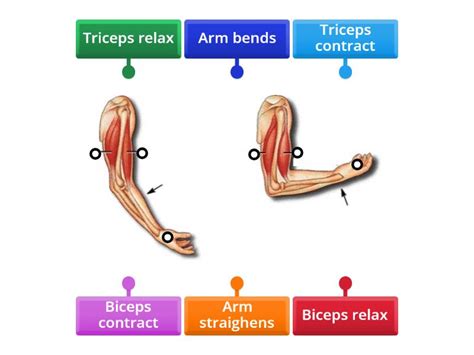 Image result for Muscle Movement Types
