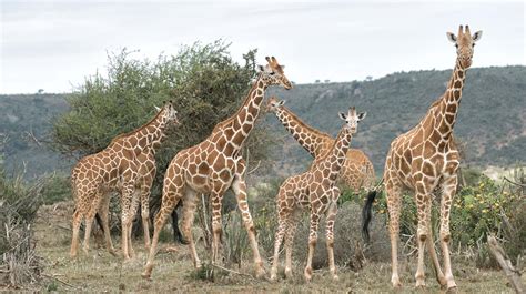 Giraffe | San Diego Zoo Animals & Plants