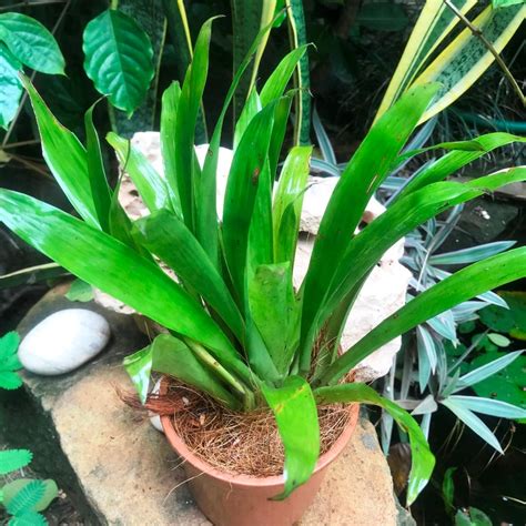 Guzmania lingulata - Gabbar Farms