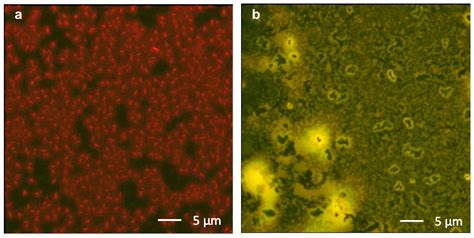 A Fluorescent Conjugated Polar Polymer for Probing Charge Injection in ...