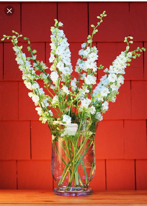 Larkspur Flower Meaning: From Lightness and Levity to Remembrance and ...