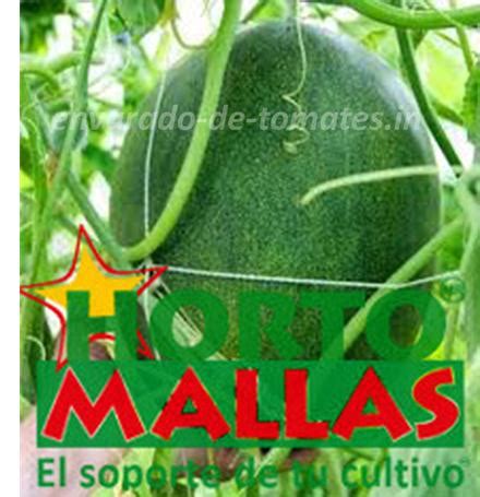 Variedad de tomates para cultivar - Envarado de Tomates
