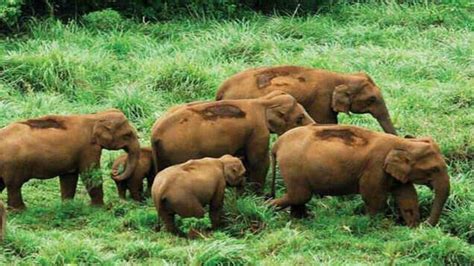 Debrigarh Wildlife Sanctuary, Orissa - TimesTravel