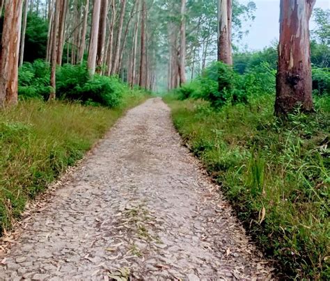 WAYANAD PRIVATE TOURS - KOZHIKODE TO WAYANAD TOURS (2026) All You Need ...