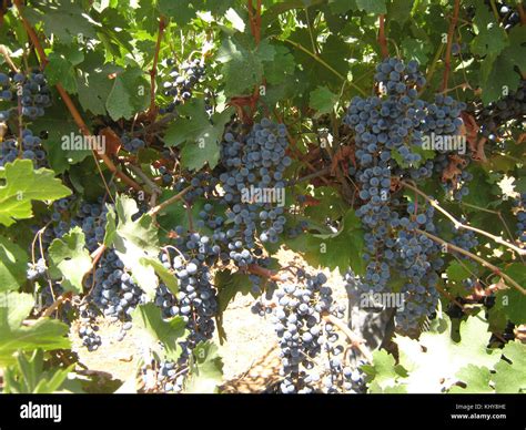 Israel 19841 Agriculture in Israel Stock Photo - Alamy