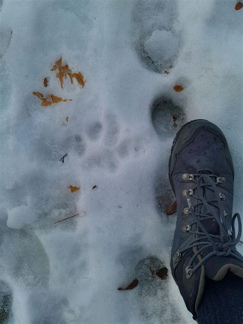 Mountain Lion Tracks in backyard, Montana : r/AnimalTracking