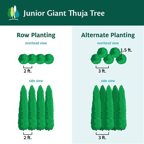 Junior Giant Thuja Tree in 2025 | Arborvitae, Thuja green giant, Redbud ...