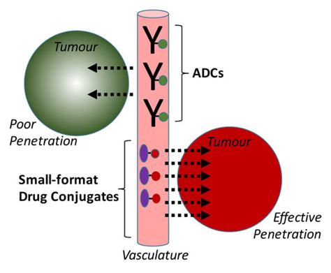 Small-Format Drug Conjugates: A Viable Alternative to ADCs for Solid ...