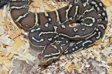 Image result for Angolan Python