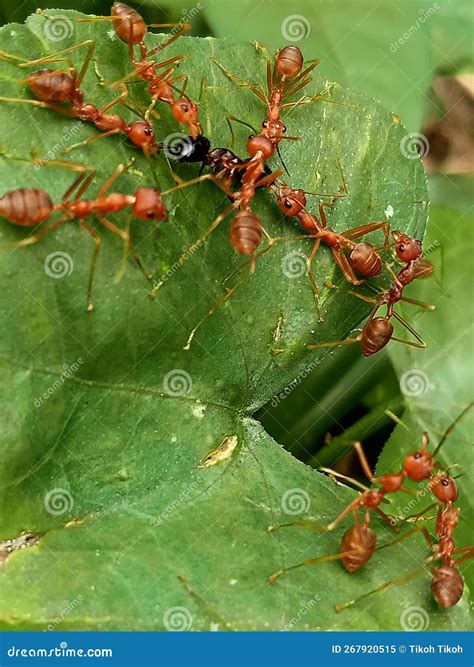 A Group of Oecophylla Longinod or Red Ants Eating Black Ants Stock ...