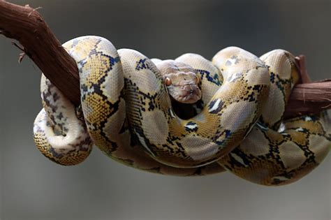 Pythonidae Python 的图像结果