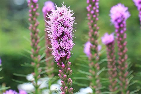 Perennials With Purple Flowers