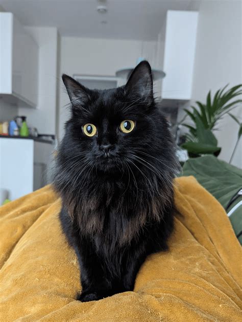 Pet insurance recommendations? : r/CatsUK