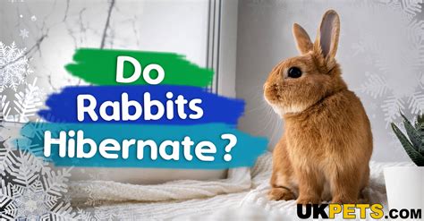 Do Rabbits Hibernate? 6 Tips To Keep Them Warm | UKPets