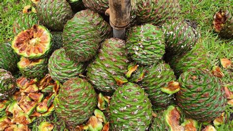 Rare 5 Letter Fruits You Should Know - Meredith Plays