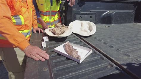 San Diego Natural History Museum unearthed thousands of fossils | cbs8.com