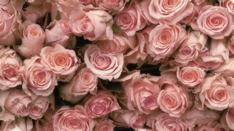 Light Pink Roses Wallpaper - WallpaperSafari
