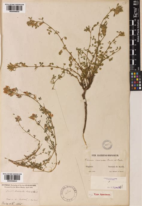 Ononis pusilla subsp. saxicola (Boiss. & Reut.) Malag. | Plants of the ...