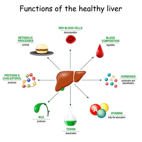 Image result for Liver Organ Function
