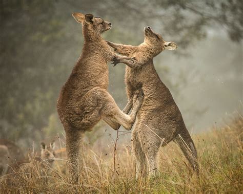 Kangaroo In Boxing Match