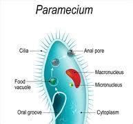 AF 8 18. Draw the diagram showing the structure of paramecium. - Brainly.in