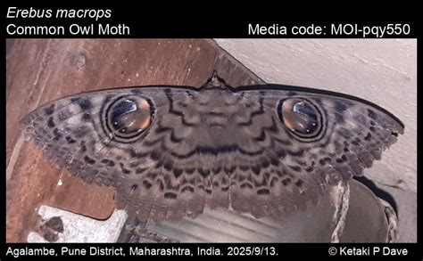 Erebus macrops | Moths