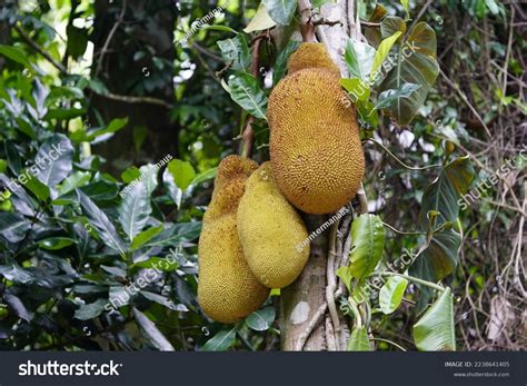 Genus Of Jackfruit