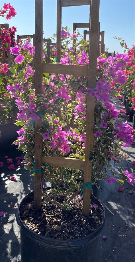 Bougainvillea Plant Trellis
