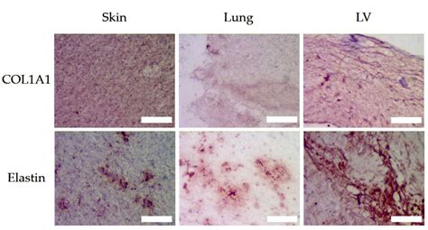 Architecture and Composition Dictate Viscoelastic Properties of Organ ...