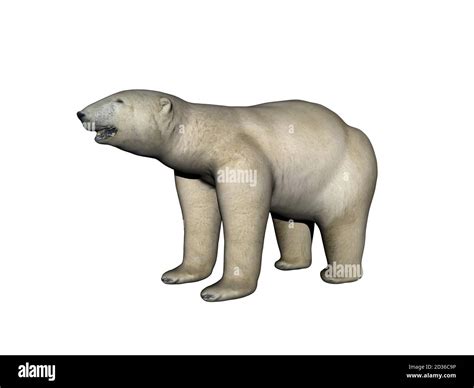 big dangerous polar bear in the arctic Stock Photo - Alamy