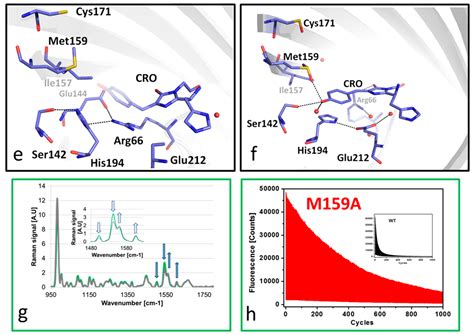 Deciphering Structural Photophysics of Fluorescent Proteins by Kinetic ...