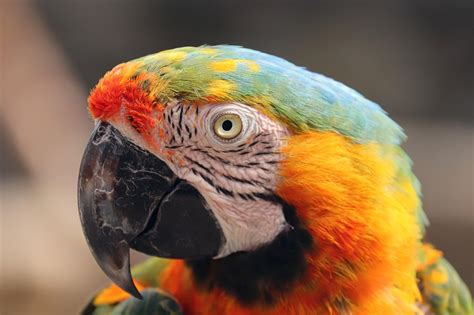 Image result for Parrot Drawing Printable
