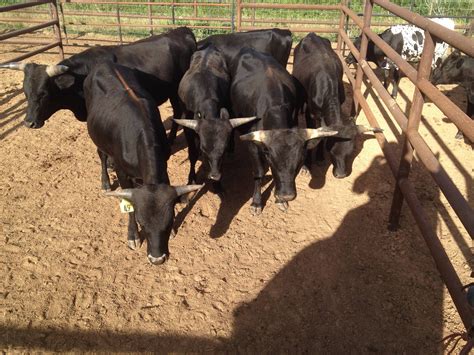 5 - Corriente Breeding Bulls - Texas in 2024 | Bull, Cattle for sale ...