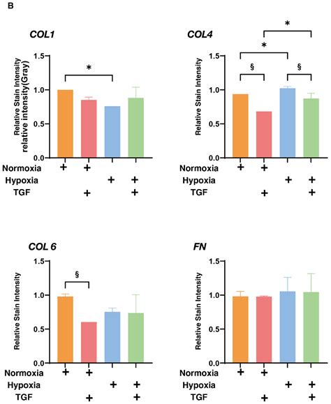 Hypoxia Differently Affects TGF-β2-Induced Epithelial Mesenchymal ...