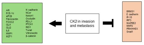 CK2 and the Hallmarks of Cancer