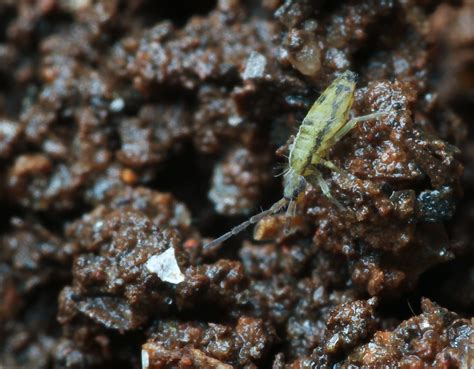 Image result for Spring Tails