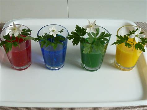 Family FECS: Montessori Activity: How Plants Drink Water